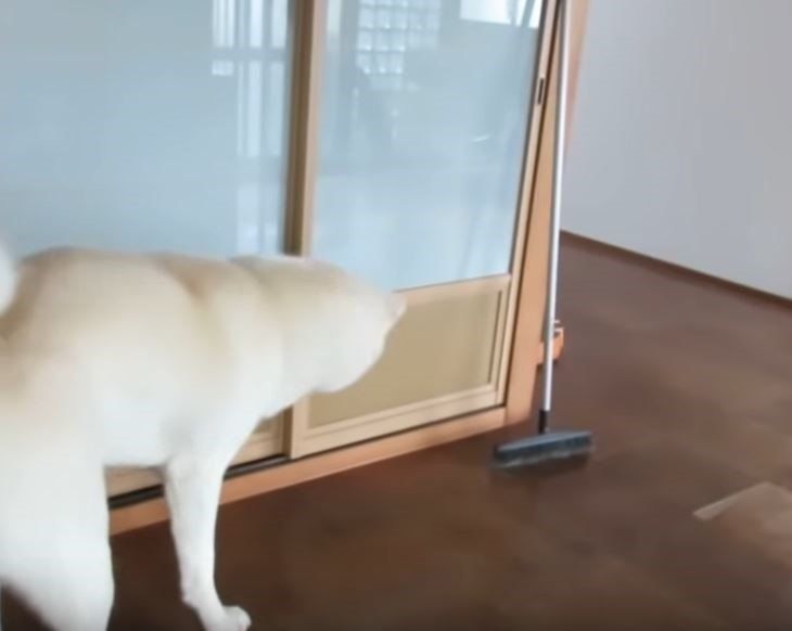 ほうきをみつめる秋田犬
