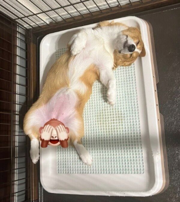 トイレの上で眠るむぎちゃん