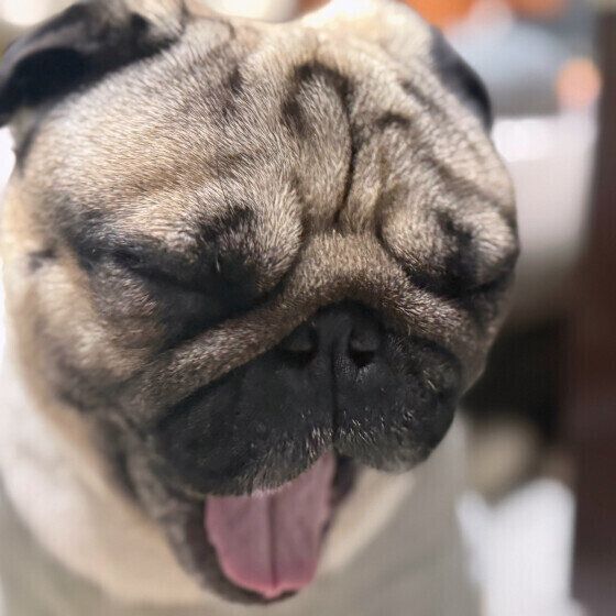 パグのたろいもくん