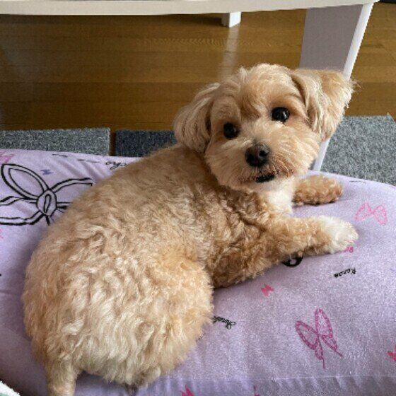 Mix（小型犬）もかくん♪