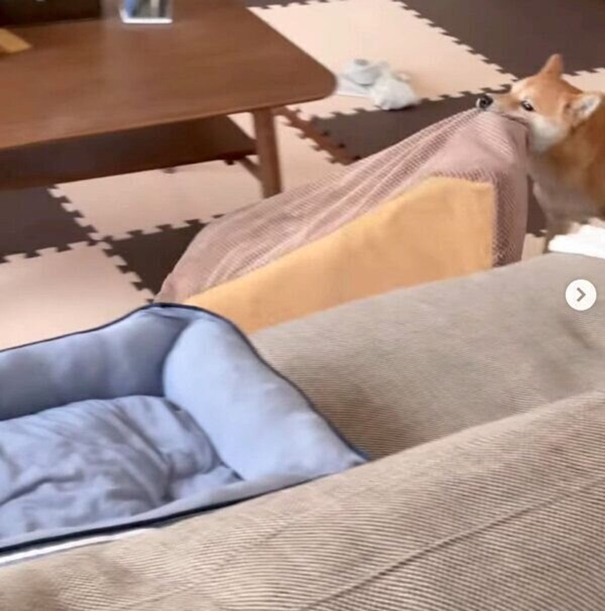 木の棒を隠したい犬 迷ったあげく 意外な方法で隠すことに成功 その手があったか と驚き いぬのきもちweb Magazine 木の棒を隠したい犬 迷ったあげく 意外な方法で隠すことに成功 その手があったか と驚き いぬのきもちweb Magazine