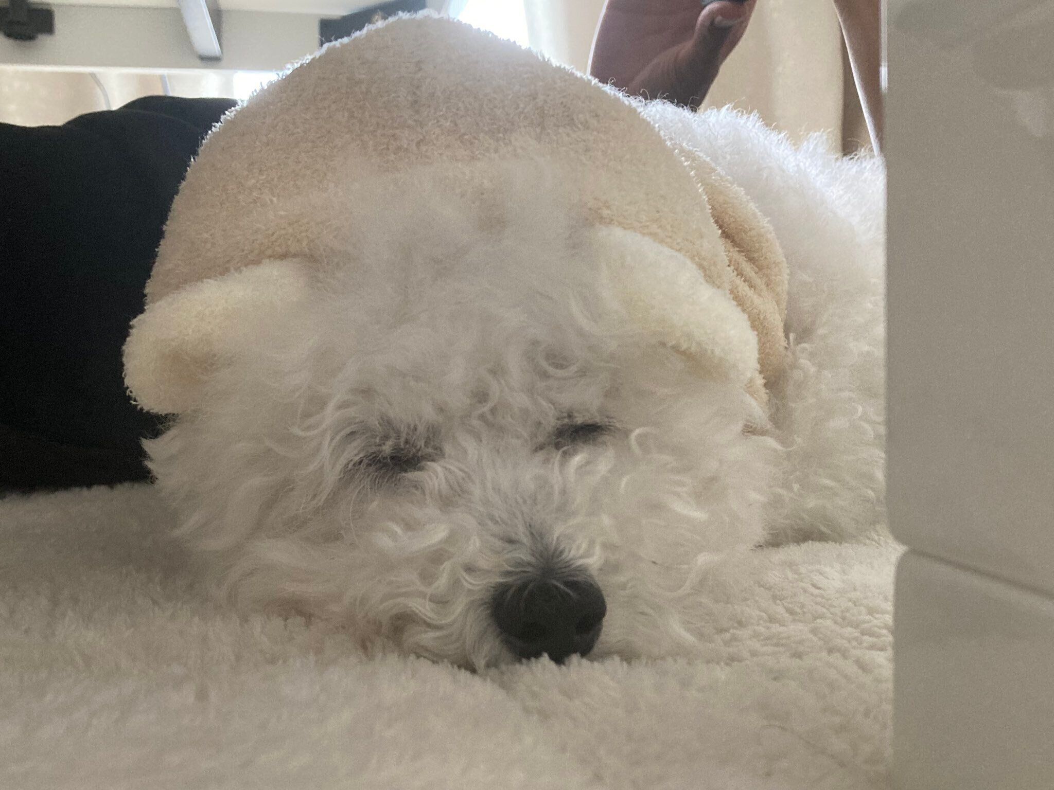 朝の散歩へ行く前の、まだ眠いくるるくん