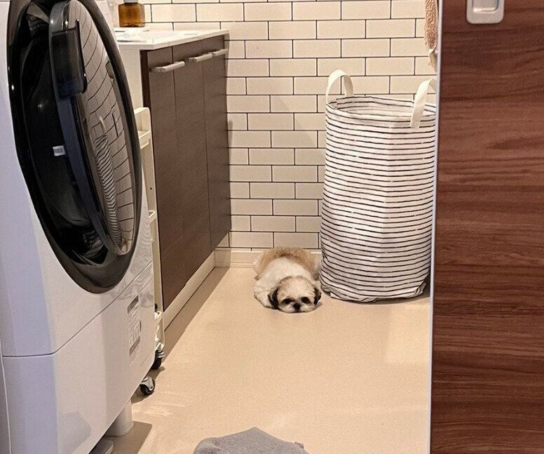洗面所で拗ねるたむたむくん