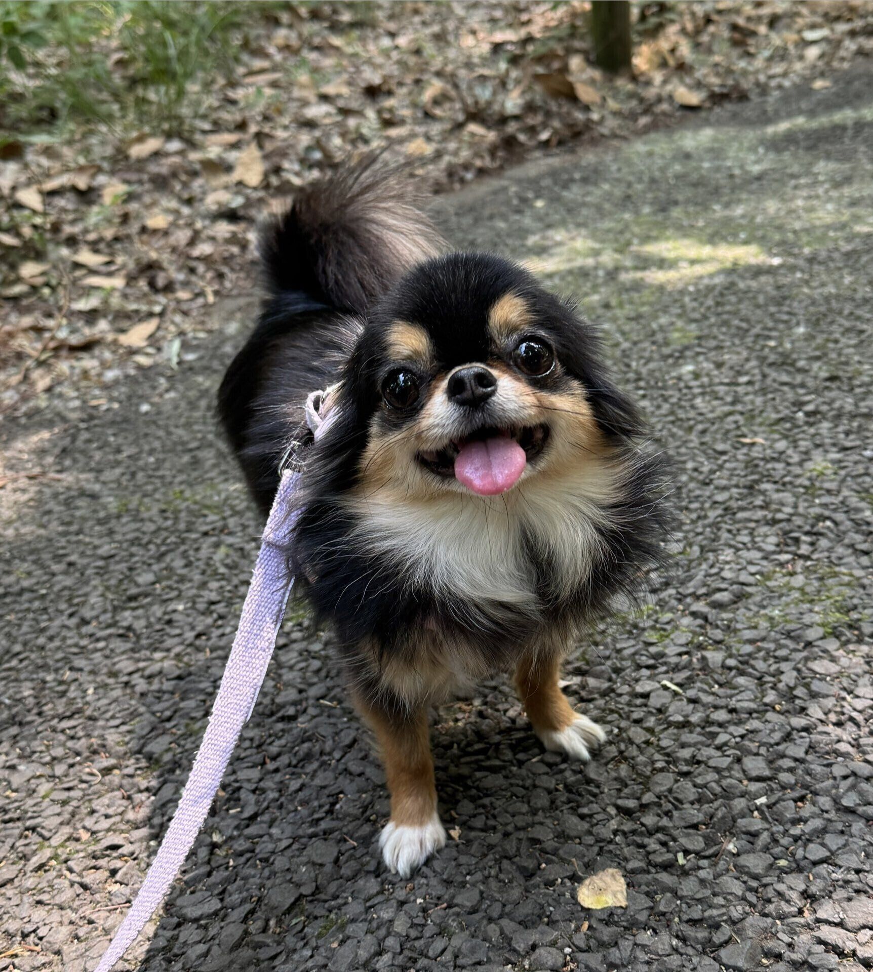 とっても楽しそう　元気いっぱいな“笑顔”を見せるフラッペちゃん