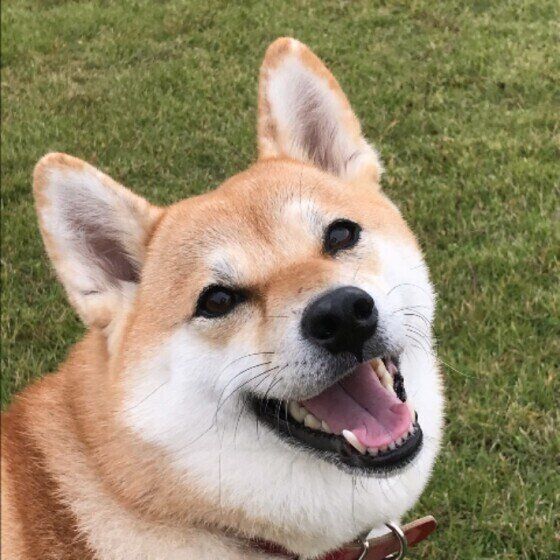 柴・まるちゃんのお顔アップ