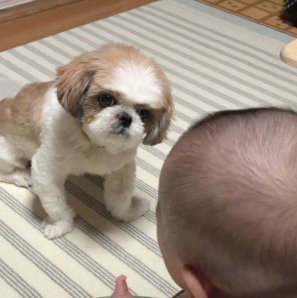 赤ちゃんと遊びたいシー・ズー