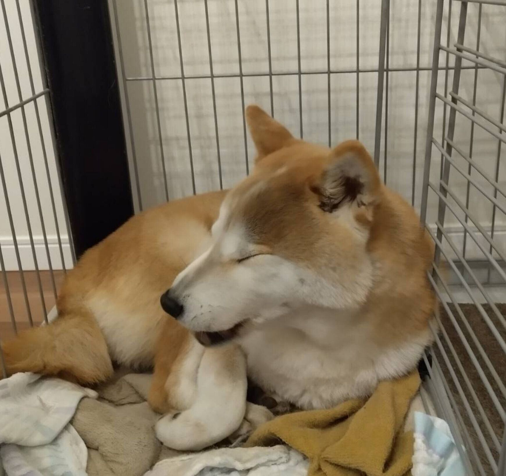 嬉しすぎてくしゃみ連発⁉ 不思議なくせを持つ柴犬タロさん|連載