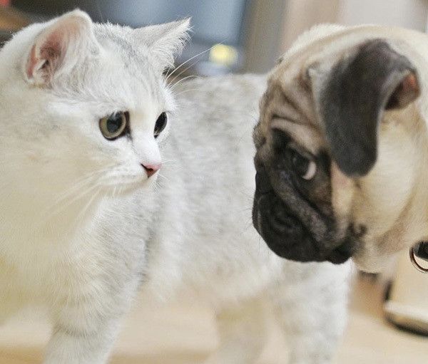見つめ合うパグと猫