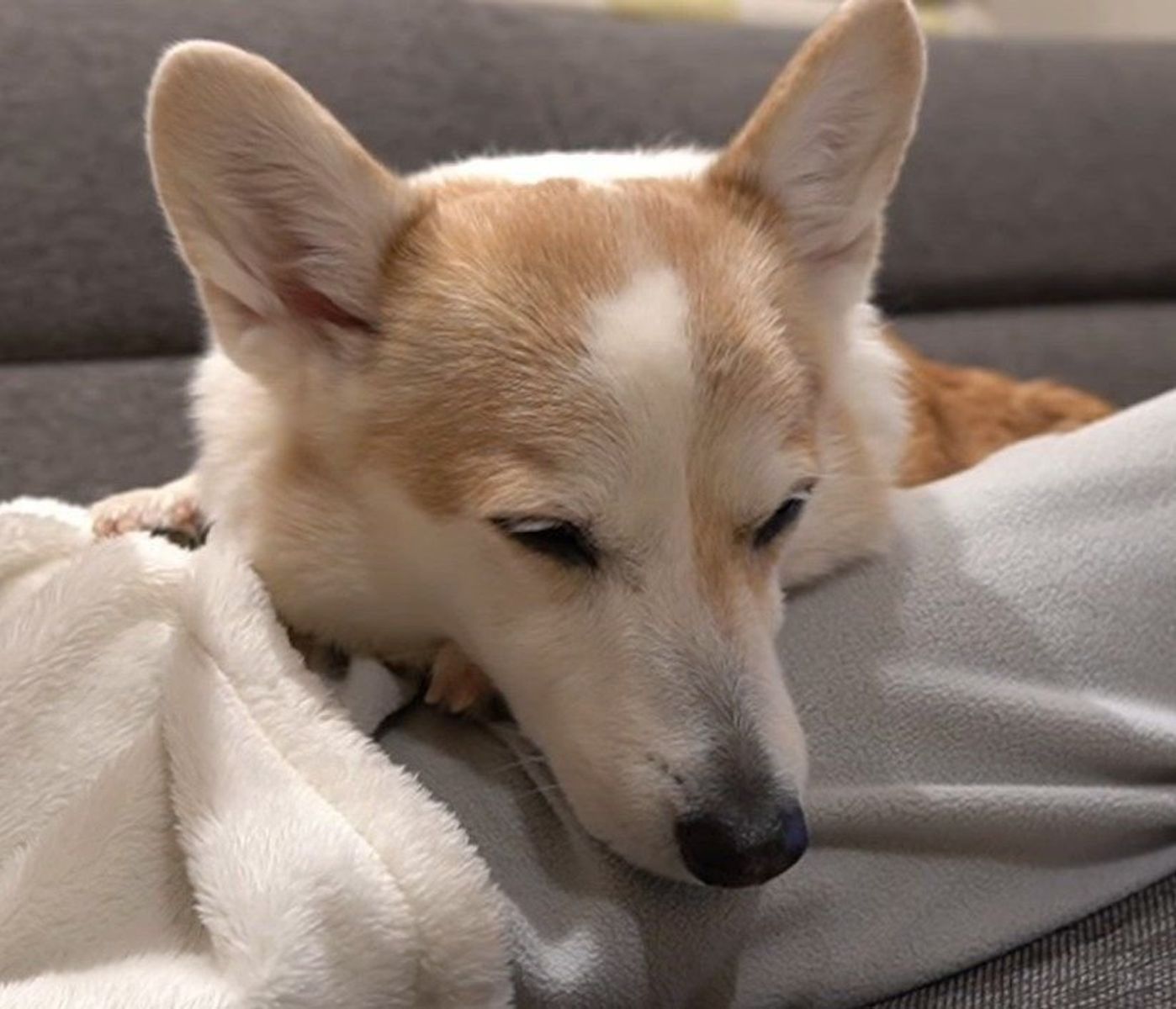 パパが出張で帰ってこない夜 じっと耐えるコーギー犬がかわいい いぬのきもちweb Magazine パパが出張で帰ってこない夜 じっと耐えるコーギー犬がかわいい いぬのきもちweb Magazine