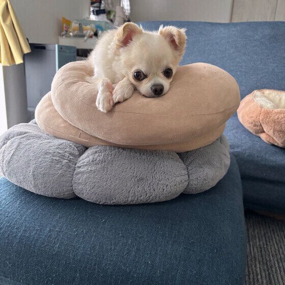 チワワ　クッション