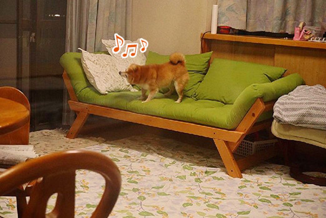 ソファに乗るのは禁止なの 柴犬こむぎの小悪魔日記 いぬのきもちweb Magazine ソファに乗るのは禁止なの 柴犬こむぎの小悪魔日記 いぬのきもちweb Magazine