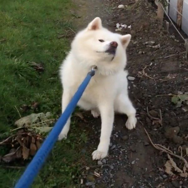 お散歩を拒否する秋田犬