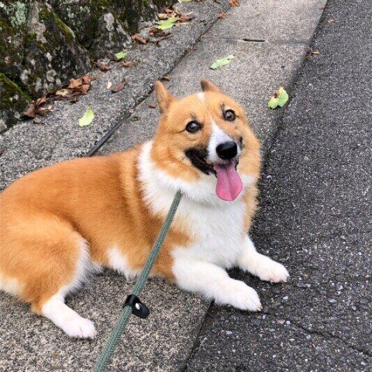 お散歩するウェルシュ・コーギー・ペンブローク