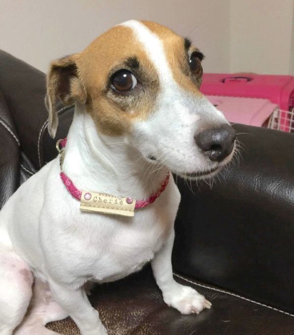 ジャック・ラッセル・テリアとリクガメ