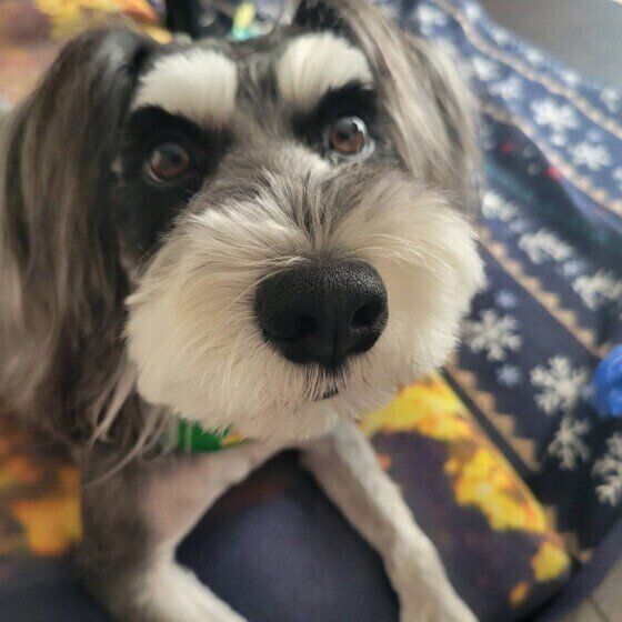 見つめるミニチュア・シュナウザー