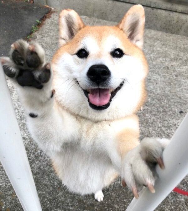 笑顔を見せるまるちゃん