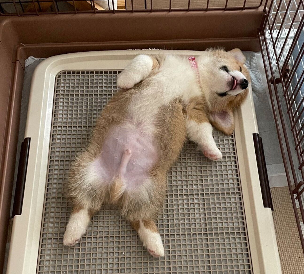 トイレの上でヘソ天するこっぺくん