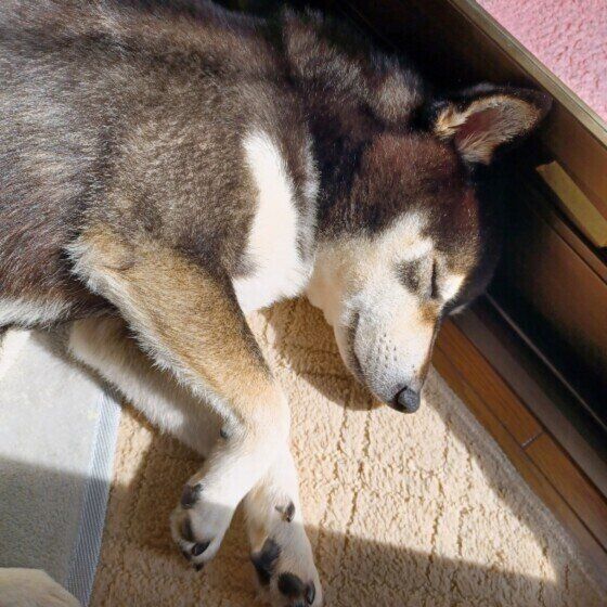 老犬に日光浴させるとどんな効果があるの？獣医師に聞いた犬の介護に役立つ話 いぬのきもち