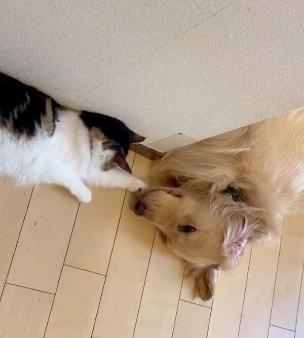 まるくんにちょっかいを出すさんちゃん