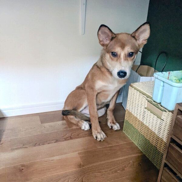 家に迎えたばかりの頃のカンタくん