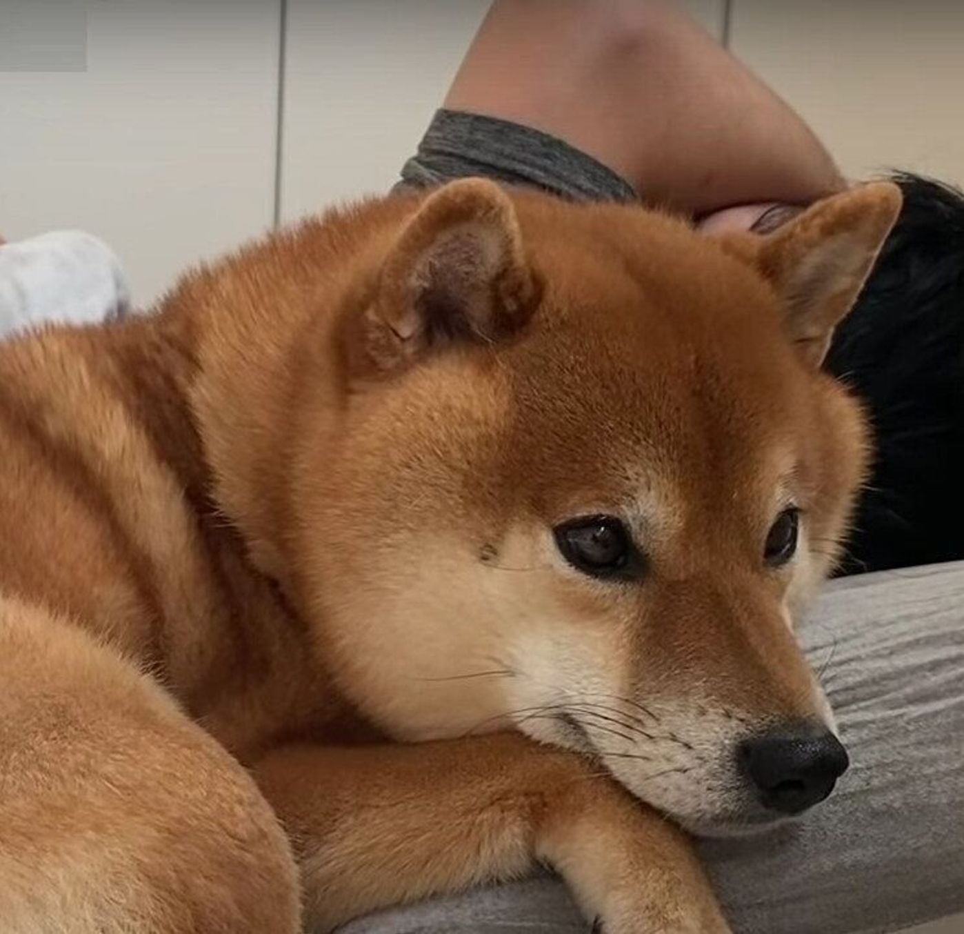 だいじょうぶ 具合の悪いパパさんが心配過ぎて気が気じゃない健気な柴犬 いぬのきもちweb Magazine だいじょうぶ 具合の悪いパパさんが心配過ぎて気が気じゃない健気な柴犬 いぬのきもちweb Magazine