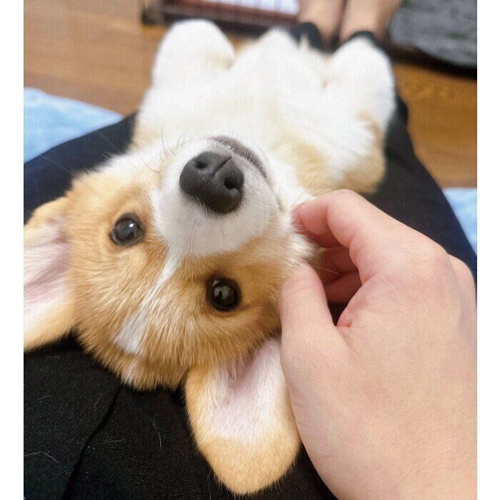 生後2カ月半のころに撮影した柊くん
