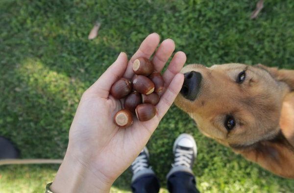 雑種の麦ちゃん