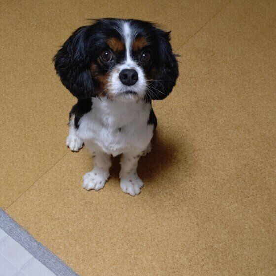 キャバリア・キング・チャールズ・スパニエルのボリくん