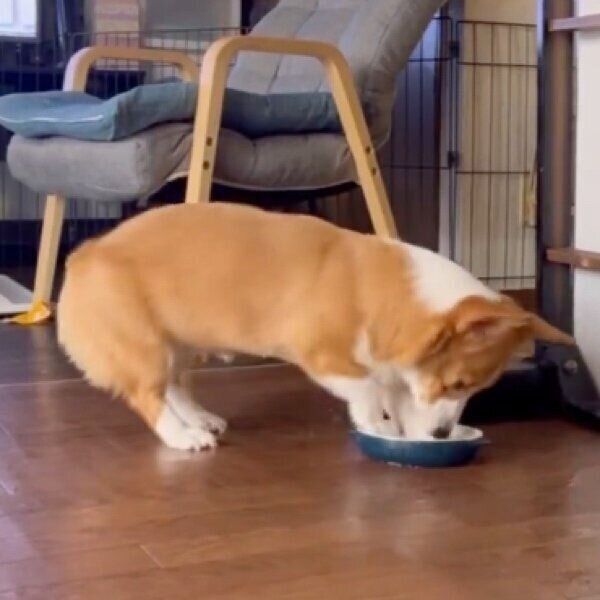 ボウルを豪快に掘るむぎちゃん