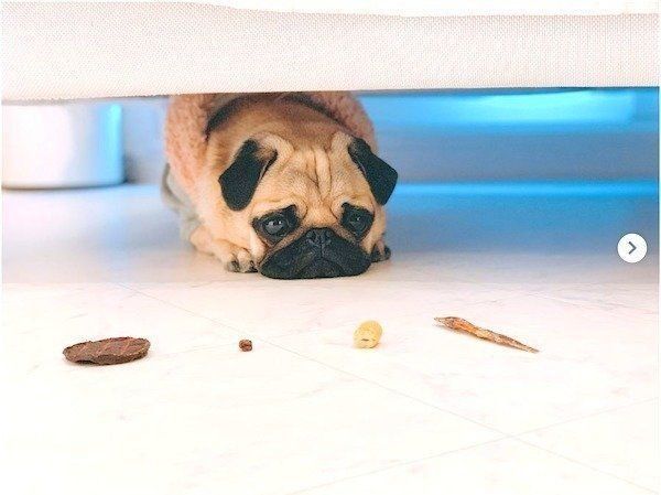 駄々をこねるパグ