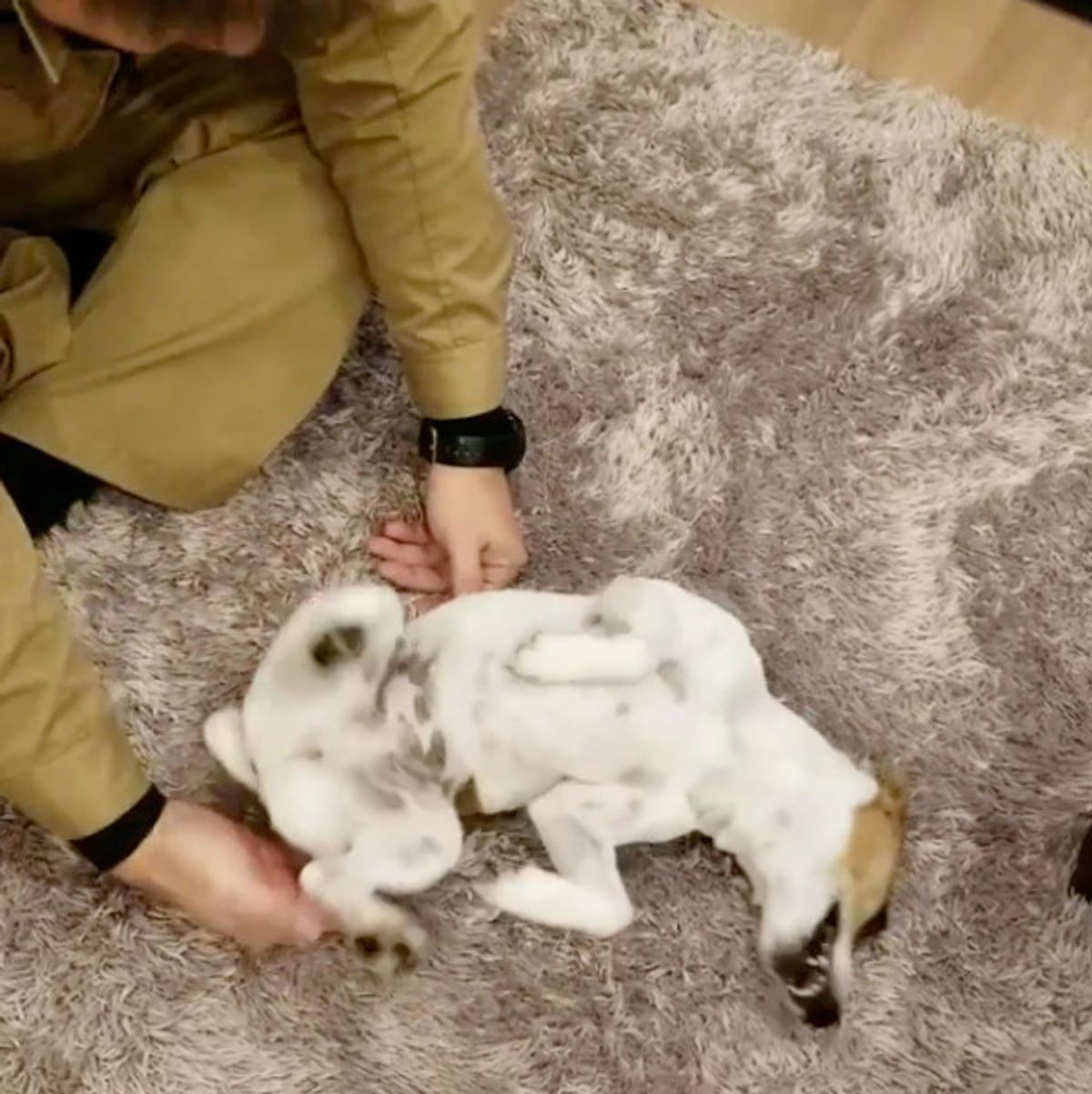 パパが大好きすぎて 歓喜の舞を踊るワンコの喜びっぷりがスゴイ いぬのきもちweb Magazine パパが大好きすぎて 歓喜の舞を踊るワンコの喜びっぷりがスゴイ いぬのきもちweb Magazine