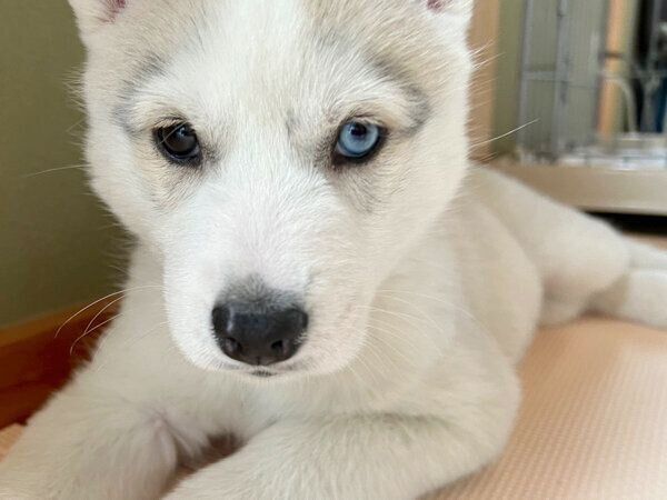 まったりするアシㇼちゃん