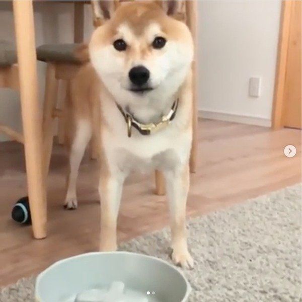 お皿を守る柴犬