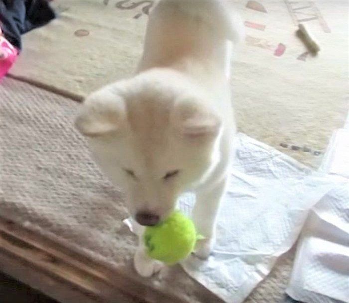 ボール遊びに夢中な秋田犬ゆうきくん