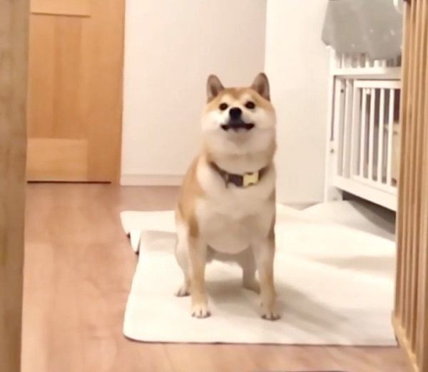 おもちゃに狙いを定めるこてつくん