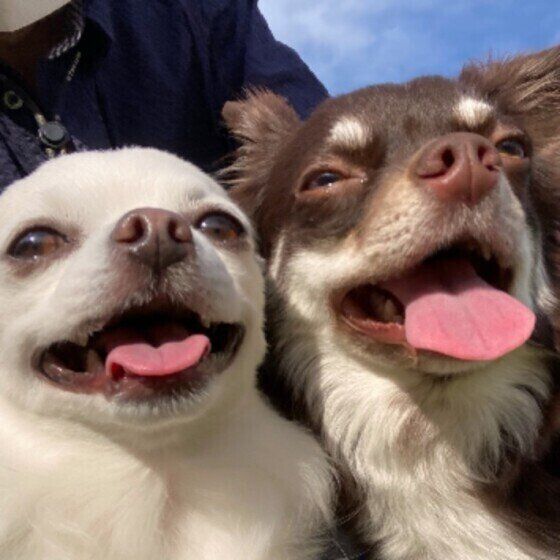 チワワのモモくんたち♪