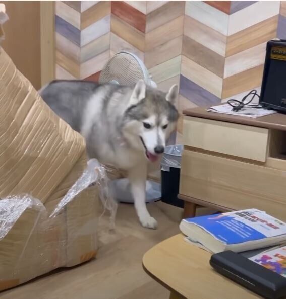 ウロウロするシベリアン・ハスキー