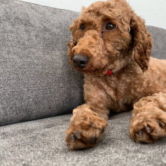 くつろぐトイ・プードル