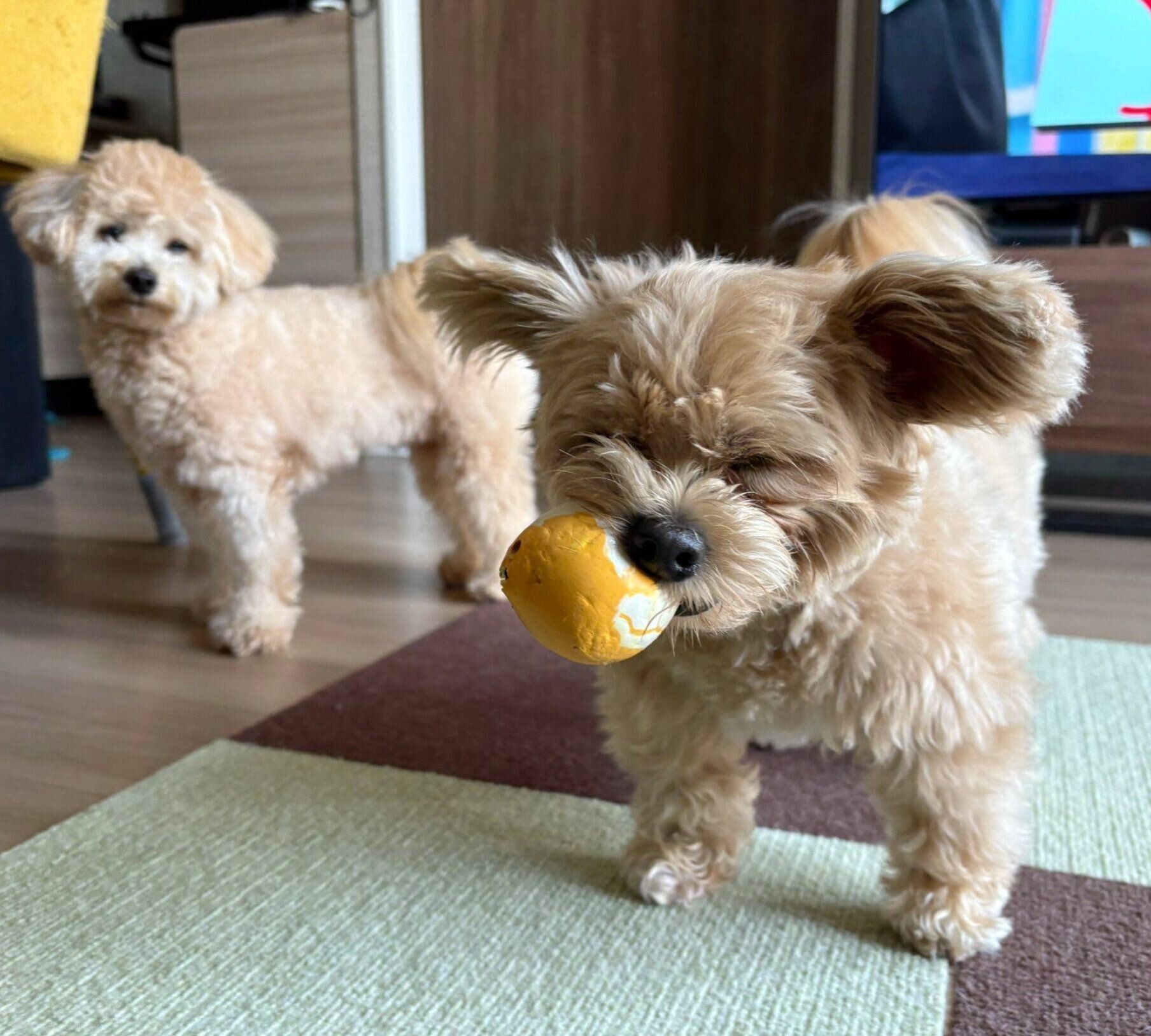 ボールをくわえるたびくんと、その様子を見つめるりんたろうくん