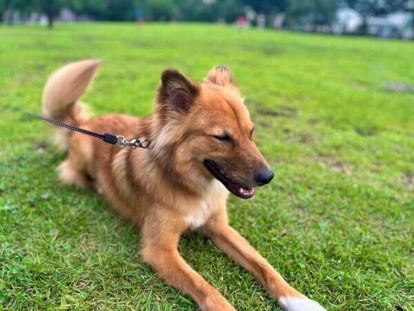 散歩を楽しむこまめちゃん