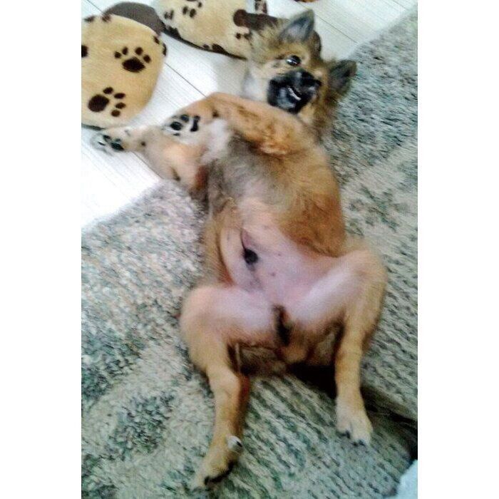 生後4カ月のころのポン太郎くん