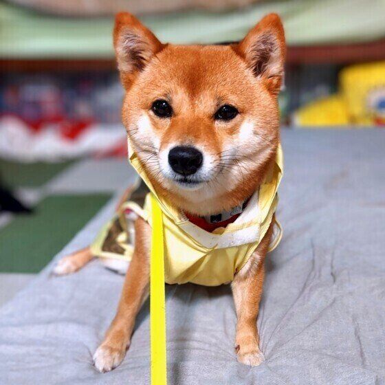 梅雨の愛犬との過ごし方は？ 雨の日の散歩や濡れた体のお手入れ方法 レインコートを着た柴犬 いぬのきもち