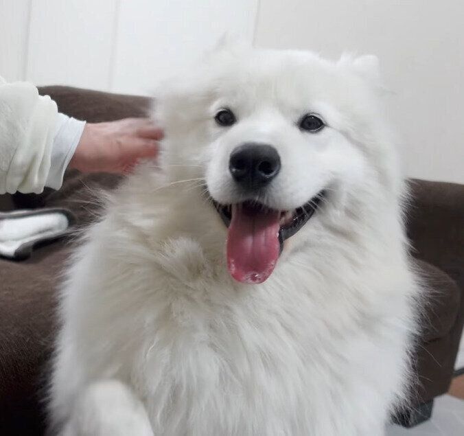なでられるサモエドのサニーくん