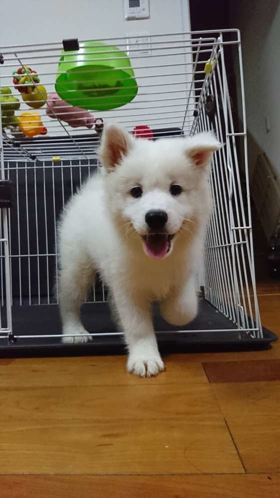 さるえもページ 大型犬用品│ 犬 首輪 丸型スタッズ - ¥6,661