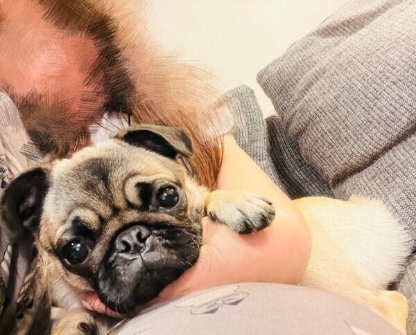 飼い主さんにくっつくモモちゃん