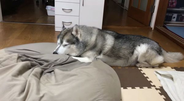 眠るシベリアン・ハスキー