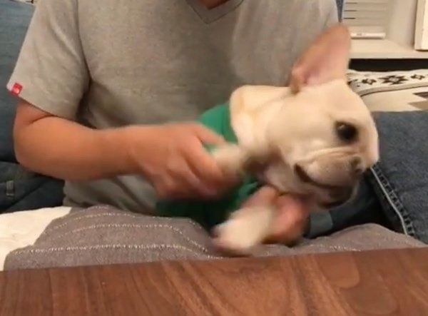 ドラムを叩くフレンチ・ブルドッグ