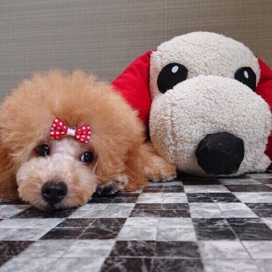 トイ・プードル