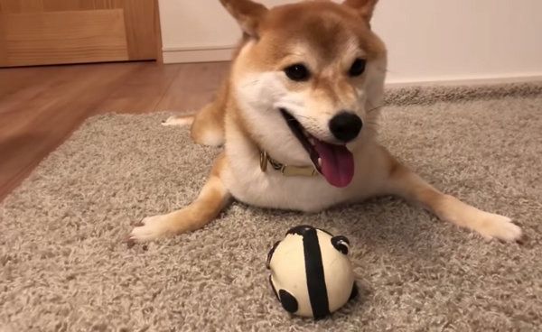 ボール遊びをする柴犬