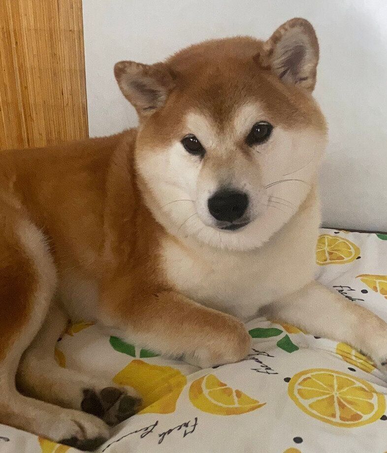 成長したてんくん